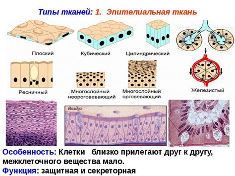 Структура надкостницы и ее роль в организме человека