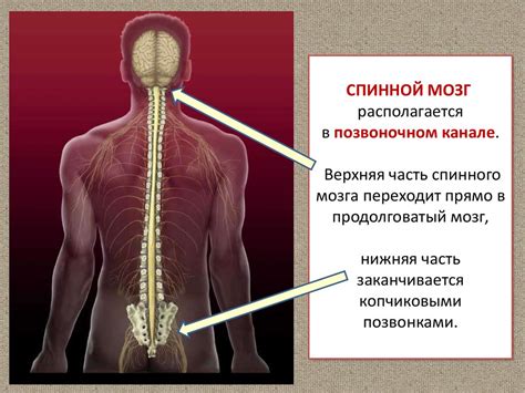 Структура нервной ткани в спинном мозге и спинном канале