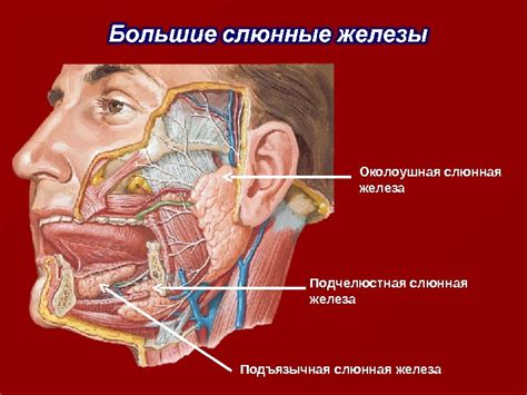 Структура околоушной слюнной железы: необычная анатомия и ее особенности