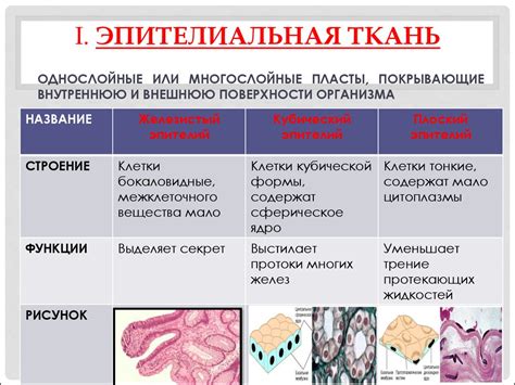 Структура проводящей ткани: основные характеристики и функции