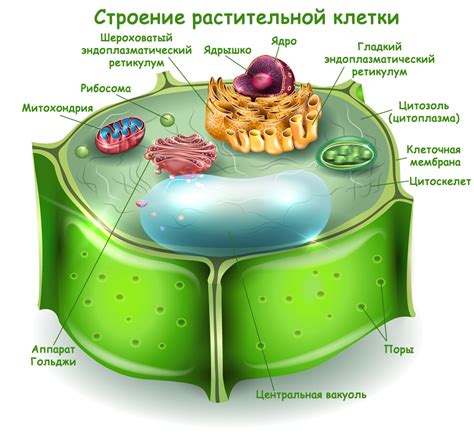 Структура растительной клетки: ключевые характеристики