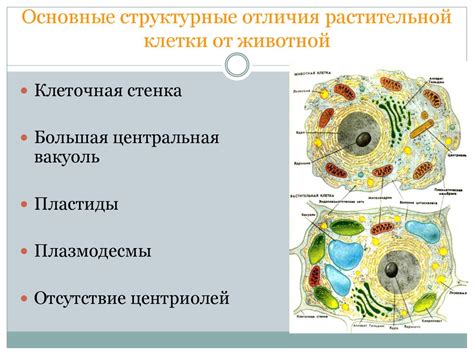 Структура растительной клетки - сущность и функции ключевых компонентов