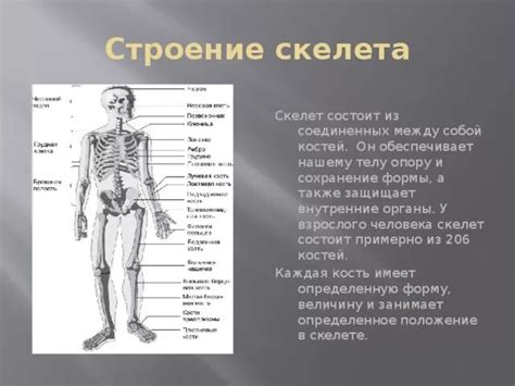 Структура скелета, способствующая прямохождению