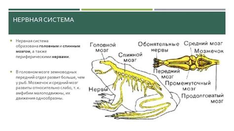 Структура тела и его адаптации у камчатных скатертей: подробный анализ