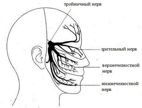 Структура тройничного нерва человека
