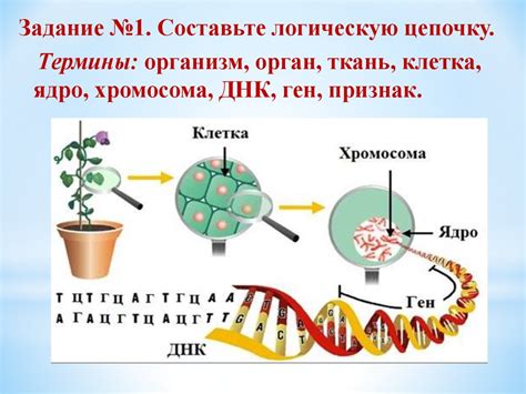 Структура хромосом и их роль в сохранении наследственной информации