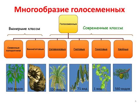 Структура цветка у голосеменных растений и его роль в формировании семян