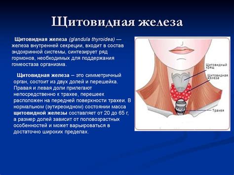 Структура щитовидной железы и ее функции