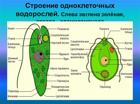 Структура эвглены зеленой: основные характеристики