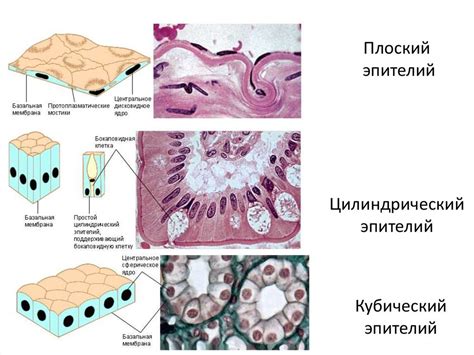 Структура эпителия карликовых гастеропод