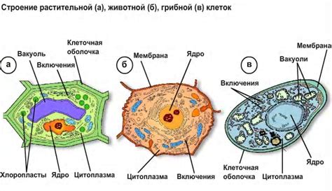 Структурное устройство и компоненты оболочки у плодовых грибов, производящих спиртные напитки