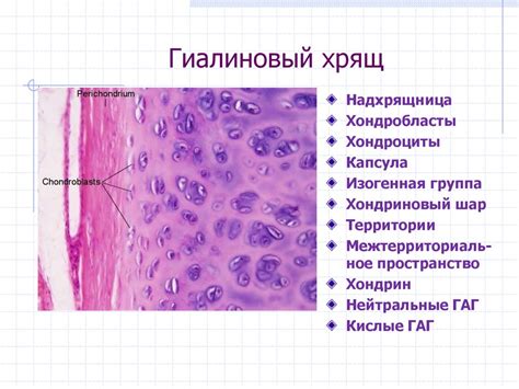 Структурные и функциональные особенности гиалинового хряща