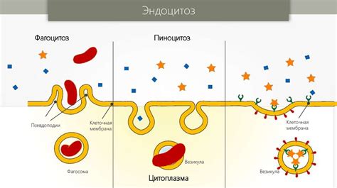 Структурные компоненты и функциональные аспекты костного мозга: обзор и значимость