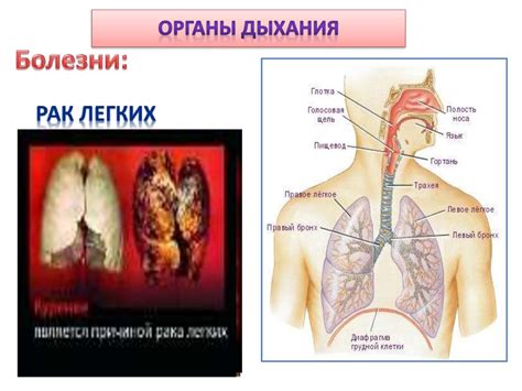 Структурные особенности и влияние на газообмен у микроорганизмов