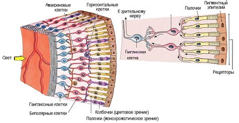 Структурные особенности и роль сетчатки в организме