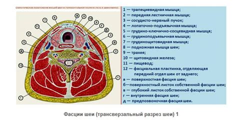 Структурные особенности и функции пирамиды частей костей головы