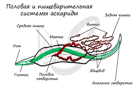 Структурные особенности тела у круглых червей и плоских червей