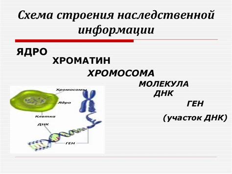 Структурные элементы генетического материала и их роль в передаче наследственной информации