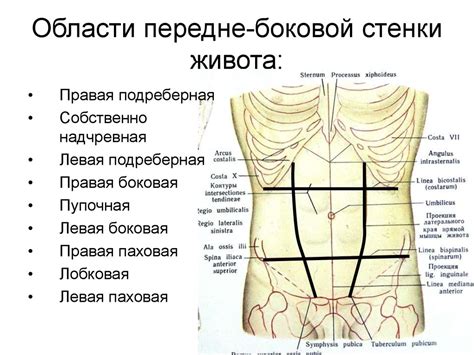 Структуры и расположение в правой нижней области живота: основные аспекты