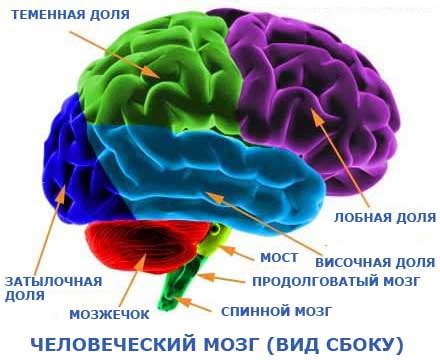Структуры мозга, ответственные за обработку и сохранение информации