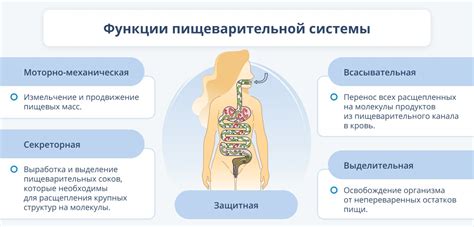 Судьба казеина после переваривания в Желудке