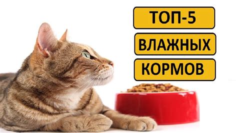 Сухие корма для кошек: преимущества и недостатки