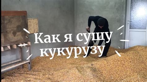 Сушка кукурузы перед хранением