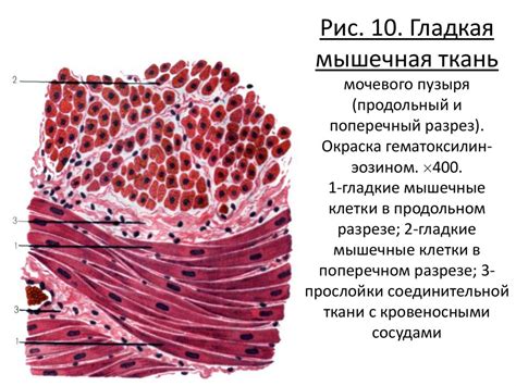 Сущность и определение анатомического компонента "мышечная окраска" человеческого организма