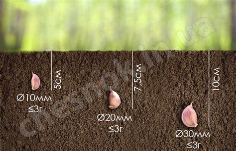 Схемы посадки чеснока: оптимальные расстояния и глубина