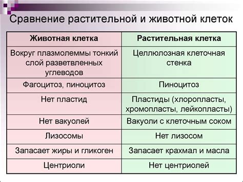 Сходства и различия структуры шерсти детей и кошек