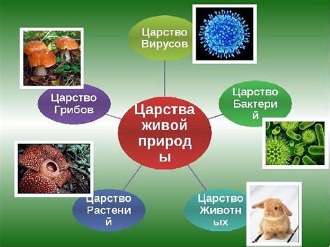 Таинственные леса: исследование загадочного зеленого царства живой природы