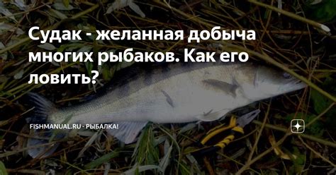 Таинственные места, где затаилась желанная добыча в игре о рыбалке