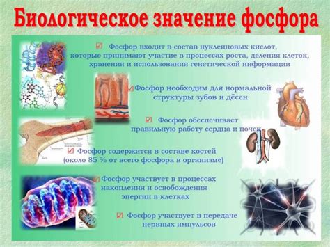 Таинственный элемент: роль и значение фосфора в организме женщин