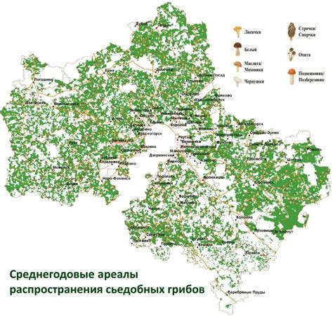 Тайного мира грибных лесов: на пути к открытию