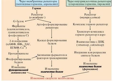 Тайны обмена веществ: настоящий механизм работы организма