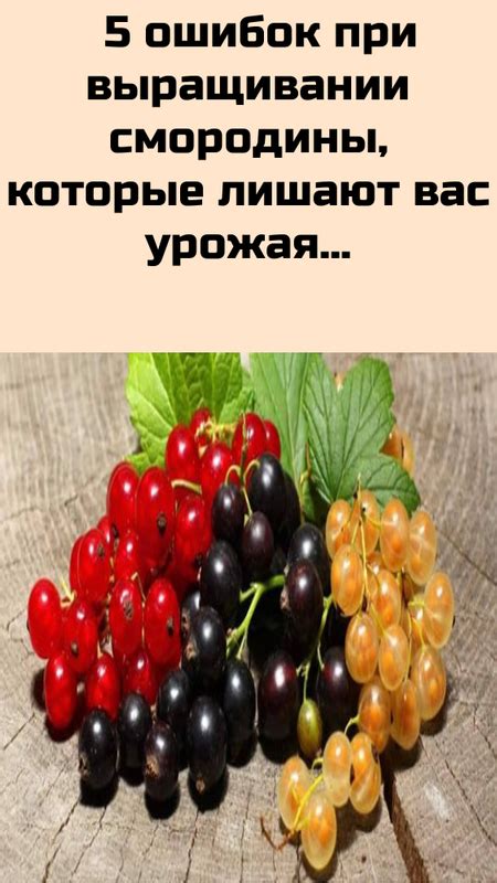 Тема 1: Уникальные особенности культуры смородины и их сохранение при процессе сушки