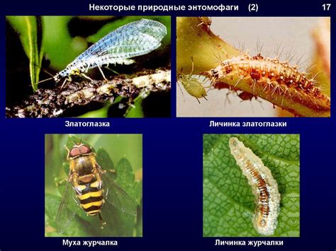 Тема 2: Защита клубничных растений от резких изменений температуры