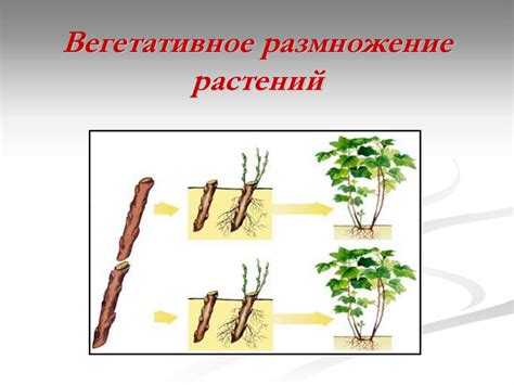 Тема 2: Преимущества метода гидропонного размножения растений