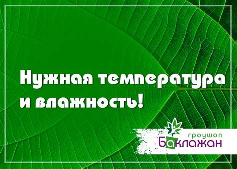 Температура и влажность: важные аспекты заботы о декоративной зелени