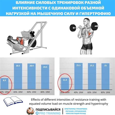 Теоретическое обоснование недостаточности тренировок на силу для увеличения мышечной массы