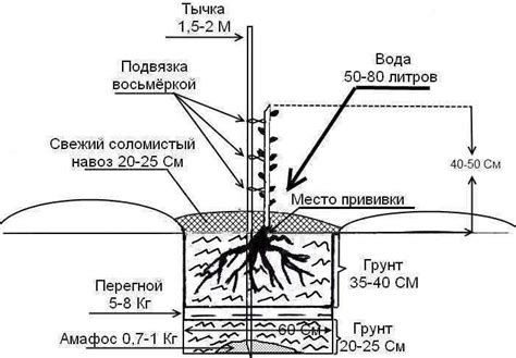 Тепличное выращивание грецкого ореха в северных регионах