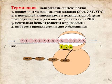 Терминация: завершение производства белковых цепей