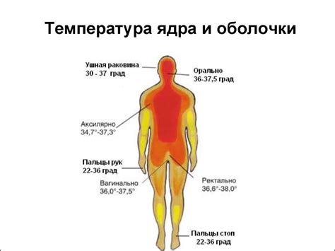 Терморегуляция организма и физиология телесной температуры