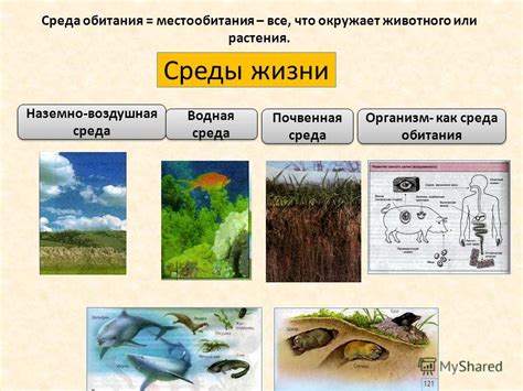 Территориальное распространение и особенности среды обитания популярных разновидностей грунтов