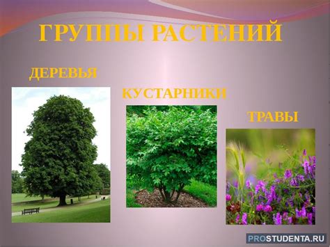 Техника периодической формировки группы растений карнатская гвоздика