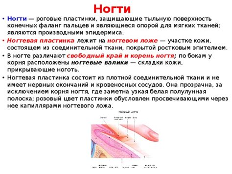 Техники выявления плотной эпидермиса