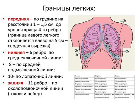 Техники для сведения границ верхних частей правого и левого легких