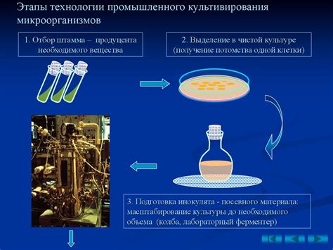 Технологии применения гиперактивных микроорганизмов в виноделии