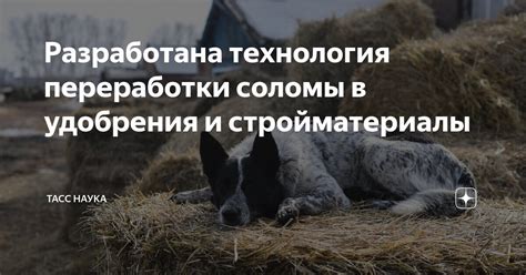 Технология обработки соломы