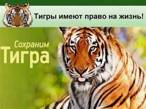 Тигр: положение и уникальные характеристики